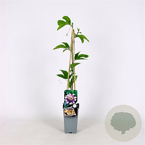 Passiflora edulis 70 cm 2,0L