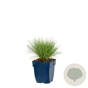 Festuca glauca GM  P11