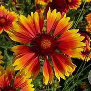 Gaillardia 'Kobold' GM  P11