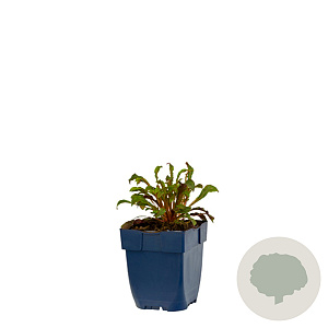 Gaura l. Gaudi Rose GM  P11