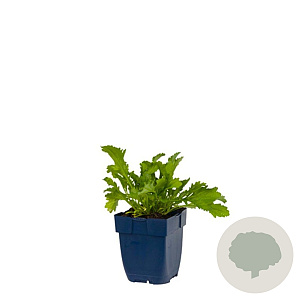 Leucanthemum vulgare 'Maikönigin' GM  P11