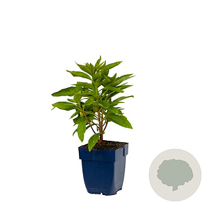 Lysimachia clethroides GM  P11