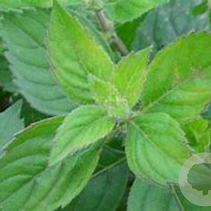 Mentha piperita 'Grapefruit' GM  P11