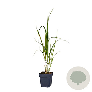 Molinia arund. 'Karl Foerster' GM  P11