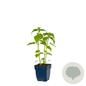 Monarda 'Cambridge Scarlet' GM  P11