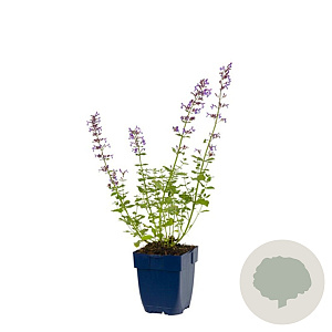 Nepeta 'Walker's Low' GM  P11