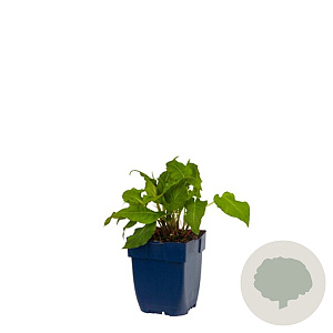 Persicaria a. 'Rosea' GM  P11