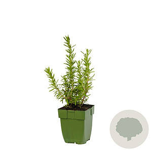 Rosmarinus officinalis GM  P11