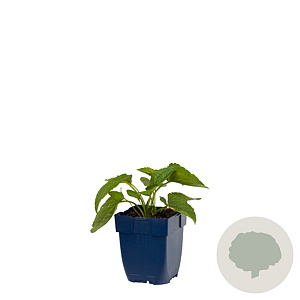 Rudbeckia f. 'Goldschirm' GM  P11