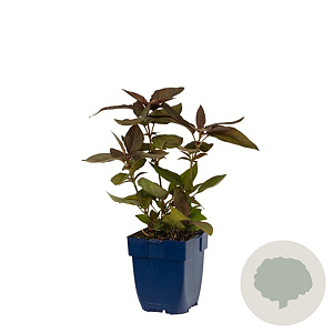 Lysimachia ciliata 'Firecracker' GM  P11