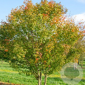 Acer cissifolium 12-14 HO draadkluit