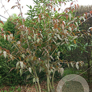 Acer davidii 'Rosalie' 10-12 HO draadkluit