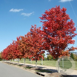 Acer freemanii 'Jeffersred' 12-14 HO draadkluit