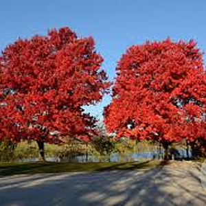 Acer rubrum 'October Glory' 10-12 HO draadkluit