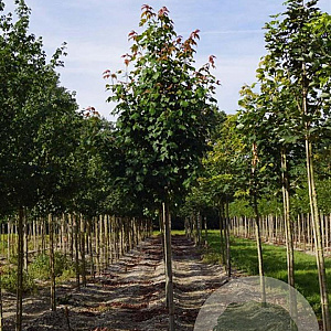 Acer rubrum 'Scanlon' 10-12 HO draadkluit