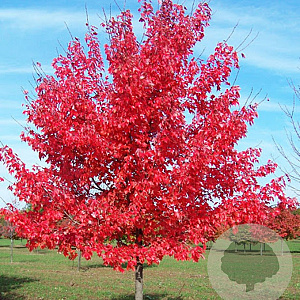 Acer rubrum 'Summer Red' 10-12 HO draadkluit