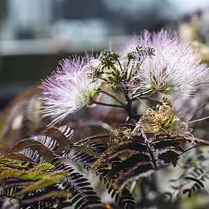 Albizia julibr. 'NCAJ1' 200-250 cm 15L
