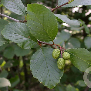 Alnus incana 6-8 HO draadkluit