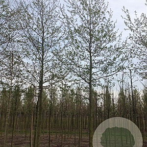 Alnus spaethii 18-20 HO draadkluit