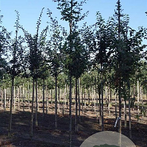 Betula pubescens 10-12 HO draadkluit