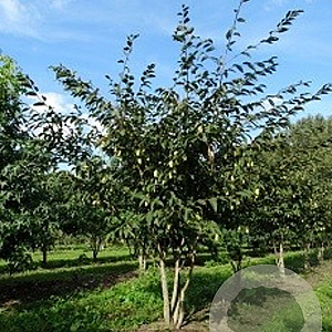 Carpinus japonica 10-12 HO draadkluit
