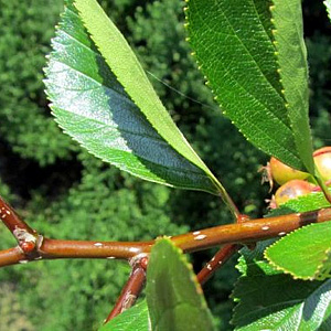 Crataegus succulenta 'Jubilee' 6-8 HO draadkluit