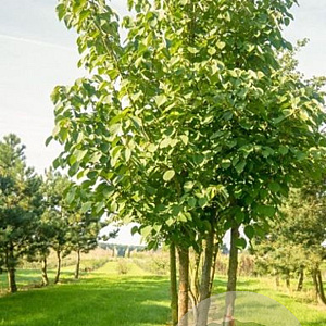 Davidia involucrata 10-12 HO draadkluit