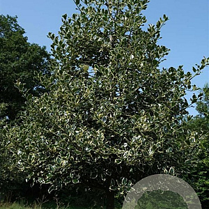 Ilex aq. 'Argentea Marginata' 20-25 HO draadkluit