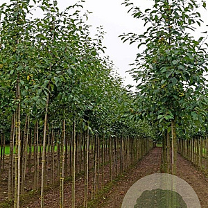 Malus 'Gorgeous' 10-12 HO draadkluit