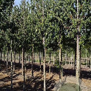 Malus 'Profusion' 10-12 HO draadkluit