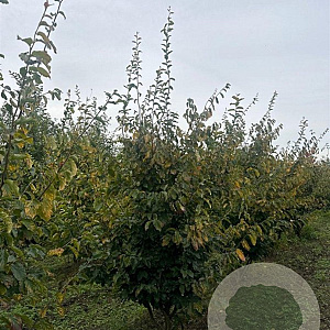 Parrotia persica 250-300 cm draadkluit meerstammig