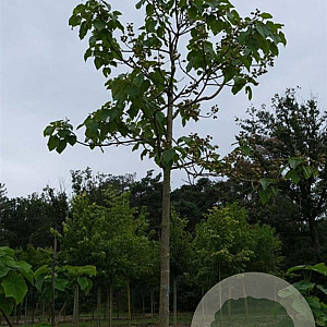 Paulownia tomentosa 30-35 HO draadkluit