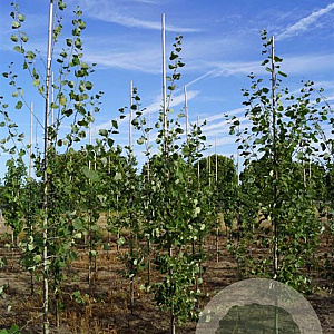 Populus tremula 8-10 HO draadkluit