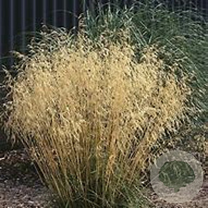 Deschampsia cesp. 'Goldgehänge' GM P9