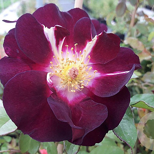 Rosa (K) 'Night Owl' 200-250 cm 30L 3 stok