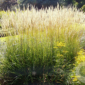 Deschampsia cesp. 'Goldschleier' GM  P11