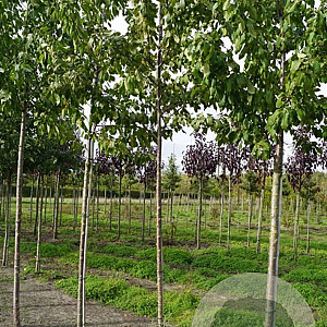 Prunus a. 'Plena' 10-12 HO draadkluit