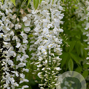 Wisteria brach. 'White Silk' 125-150 cm cont. 90L solitair