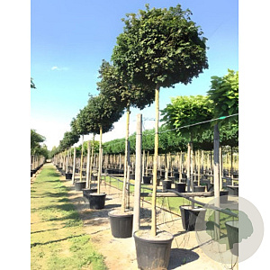 Acer campestre 'Nanum' 6-8 HO container 225 cm stam