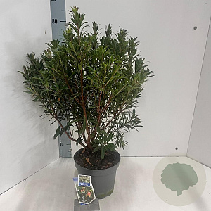 Arbutus unedo Mercurius 30-40 cm 5,0L