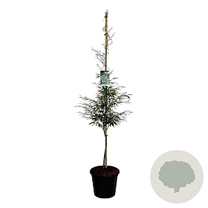 Fagus syl. 'Aspleniifolia' 150-175 cm 30L extra