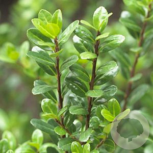 Ilex crenata 'Blondie' 60-80 cm cont. 55L multi bol