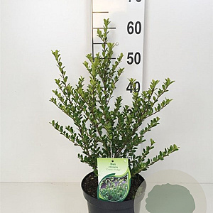 Ilex crenata 'Green Hedge' 125-150 cm cont. 90L