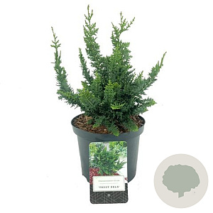 Chamaecyparis p. 'Teddy Bear' 80-100 cm cont. 90L bonsai