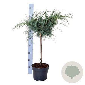 Juniperus virg. 'Grey Owl' 125-150 cm 4,0L