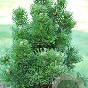 Pinus heldreichii 'Satellit' 60-80 cm 15L