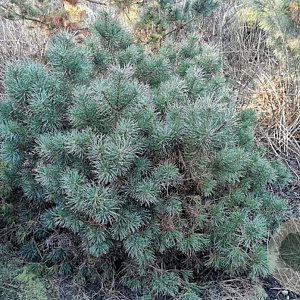 Pinus sylv. Blue Pearl 30-40 cm 15L