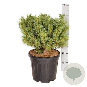 Pinus sylv. 'Watereri' 100-110 cm cont. 230L scherm