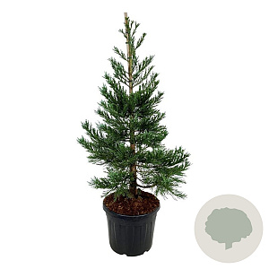 Sequoiadendron g. 'Glaucum' 125-150 cm cont. 55L extra