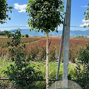 Betula pendula 'Magical Globe' 90 cm stam 15L